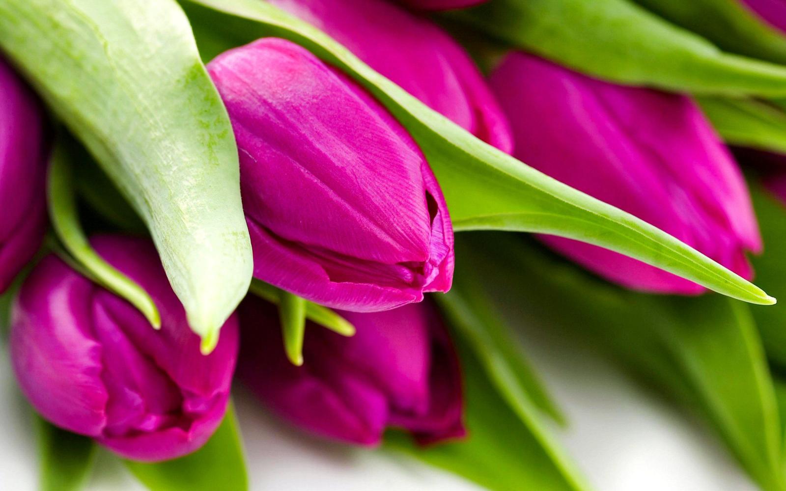 2960x1850 1094 Tulip HD Wallpapers | Background Images