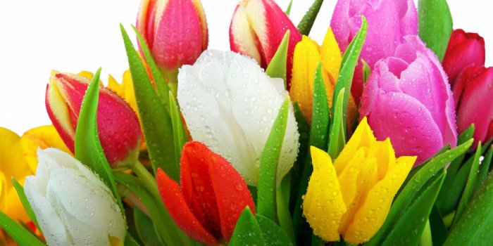 1920x1200 44+] Wallpaper Tulips Flowers on WallpaperSafari