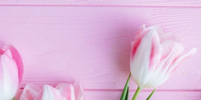 720x1280 Tulip, flowers, fresh, 720x1280 wallpaper | Flower in 2019 | Flower