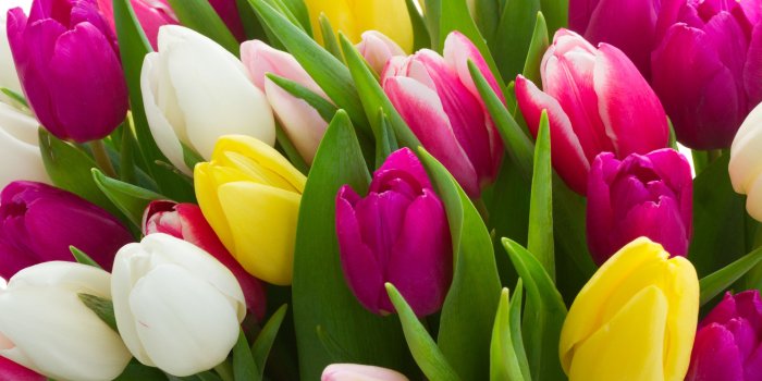 2880x2560 Earth/Tulip (2880x2560) Wallpaper ID: 619618