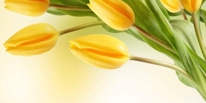 2560x1600 Yellow Tulip - Flowers Wallpaper (34611607) - Fanpop