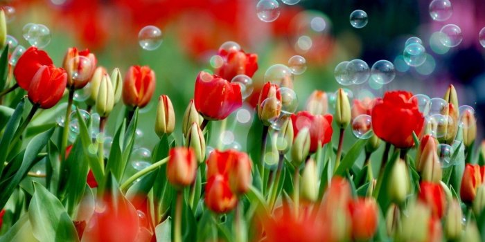 1920x1080 76+ Tulip Flower Wallpapers on WallpaperPlay