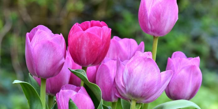 1920x1290 Tulip Flower Wallpapers Free HD Download