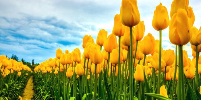 1920x1200 1094 Tulip HD Wallpapers | Background Images