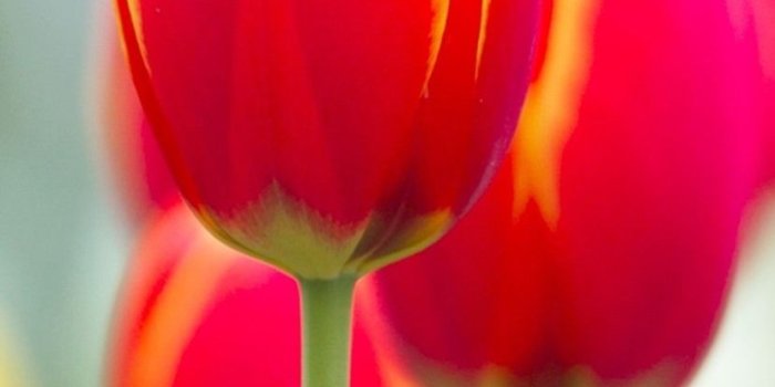 828x1792 Wallpaper Red tulip flowers macro photography, blurry background