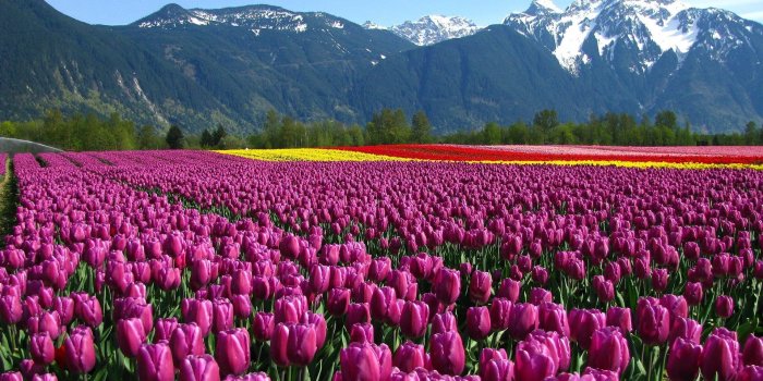 1920x1200 eleletsitz: Tulip Flower Garden Wallpaper Images