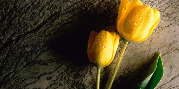 1600x1200 Yellow Tulip - Flowers Wallpaper (34611586) - Fanpop