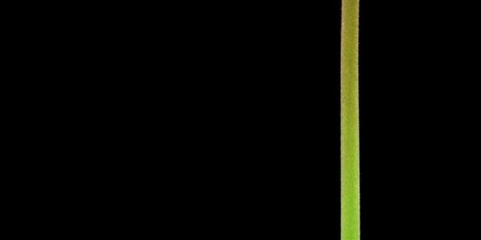 1080x2280 Tulip Red Flower Wallpaper - [1080x2280]