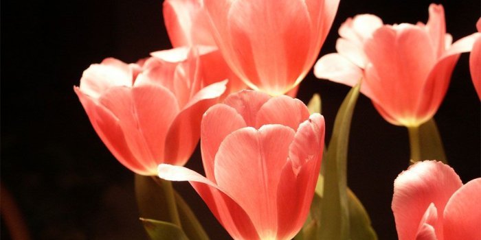 1024x768 60+ Tulip Desktop Wallpapers - Download at WallpaperBro