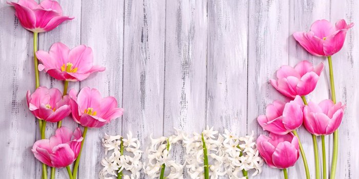 1280x909 Wallpaper tulip Flowers Hyacinths