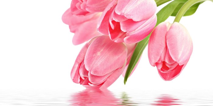 2560x1600 Wallpaper Tulip flower with water reflection 2560x1600 HD Picture, Image