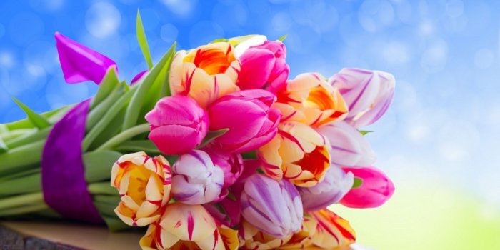 1440x900 Tulips - Flowers Wallpaper (34015251) - Fanpop