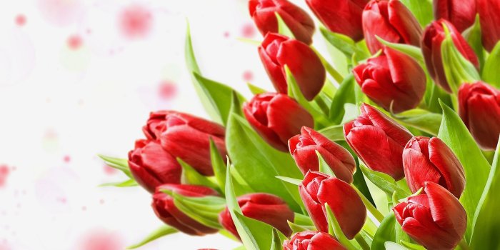 2560x1600 Bouquet Red Tulips Flowers Hd Wallpaper - Tulip Flower Images Hd