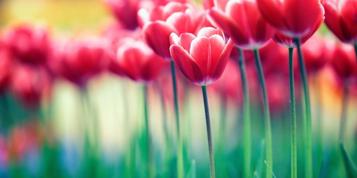 2560x1600 Red Tulip Flowers Wallpaper Hd 7452 : Wallpapers13.com