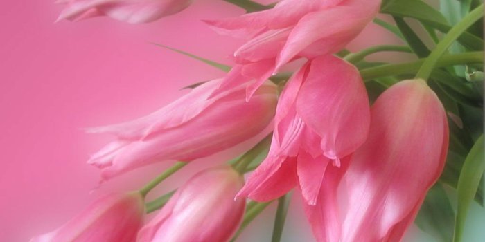 1920x1200 Buds Pink Tulips Flowers Wallpaper Desktop Background