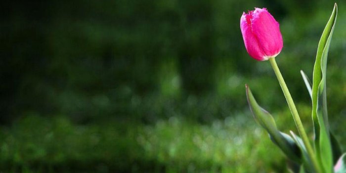 1024x768 Tulip Wallpapers