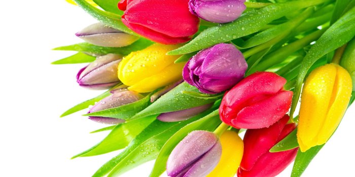 2560x1600 Tulip Flowers Hd Wallpapers Free - Flowers Healthy