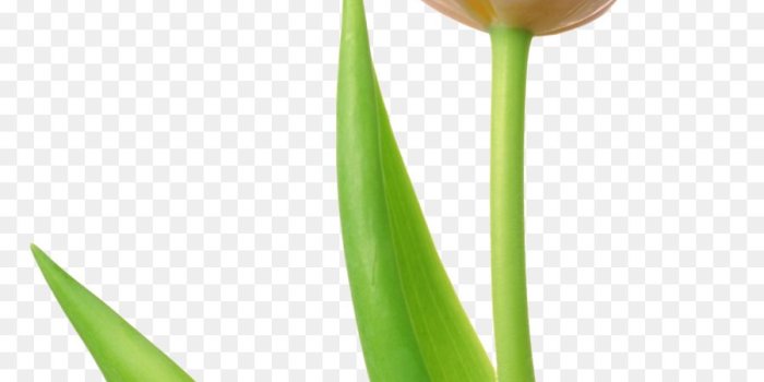 900x1420 Lily Flower Cartoon png download - 830*1406 - Free Transparent Tulip