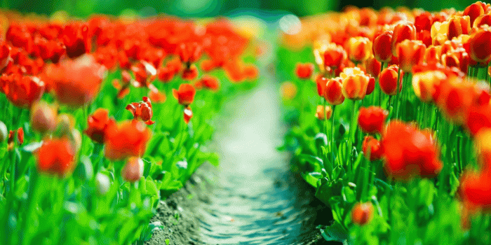 1680x1050 45+ Tulip Flower Wallpapers - Download at WallpaperBro