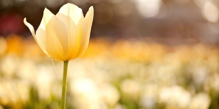 1920x1200 Tulip Yellow Flower Field Macro Nature Wallpaper | HD Flowers