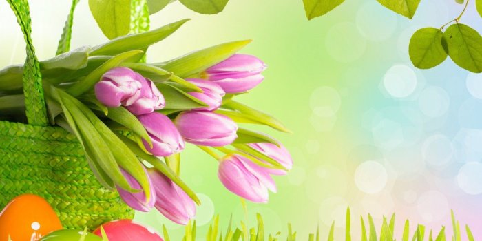 1366x768 Pink Tulip Flower Wallpaper - Easy Pic Download