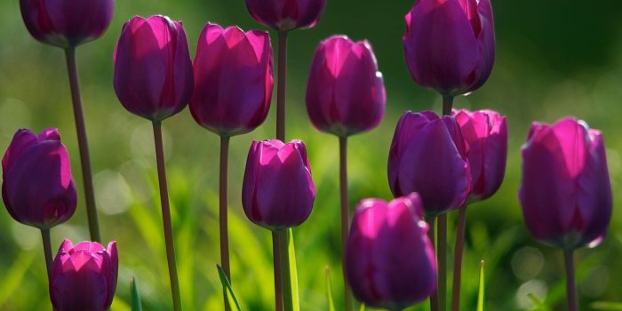 1600x1000 Free download Tulips Flowers Wallpapers Purple Tulips Flowers
