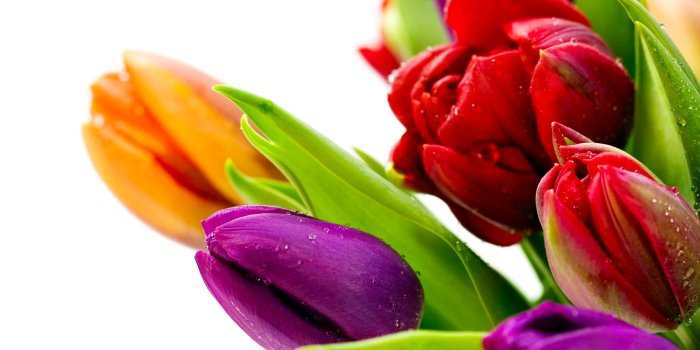 2960x1850 1094 Tulip HD Wallpapers | Background Images