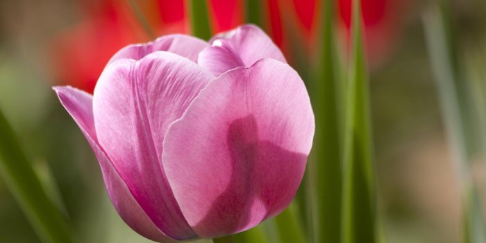 1920x1280 Tulip Flower Wallpaper HD for Android - APK Download