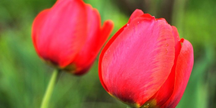 1332x850 Wallpaper drops, flowers, Wallpaper, Tulip, spring, water drops, red