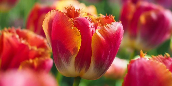 3840x2160 Tulip Flowers 5K Wallpapers in jpg format for free download