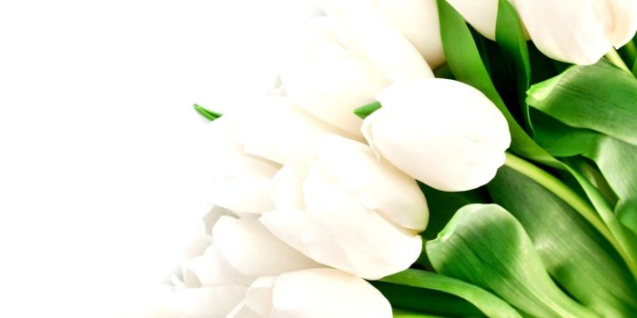 1600x1000 Flowers White Tulips Hd Wallpaper | Wallpapers 4k