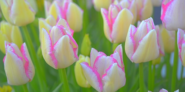 5944x3894 Pink-and-white Tulip flowers at daytime HD wallpaper | Wallpaper Flare
