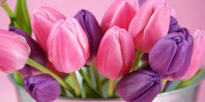 1920x1080 Tulips Flowers Bouquet HD Wallpaper - Wallpaper Stream