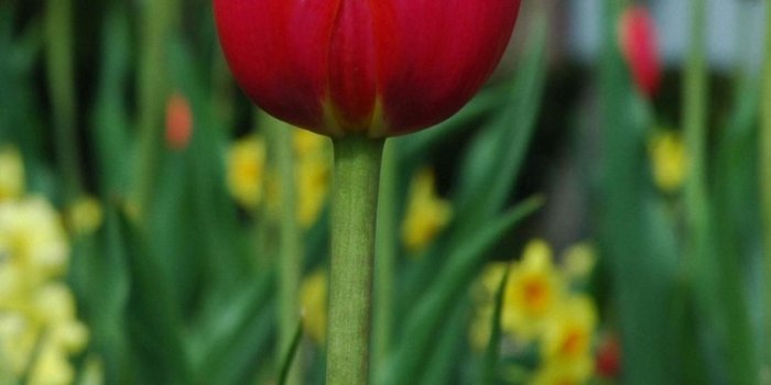 1440x2560 Spring Tulip Flower lg g4/g5 Wallpapers HD 1440x2560
