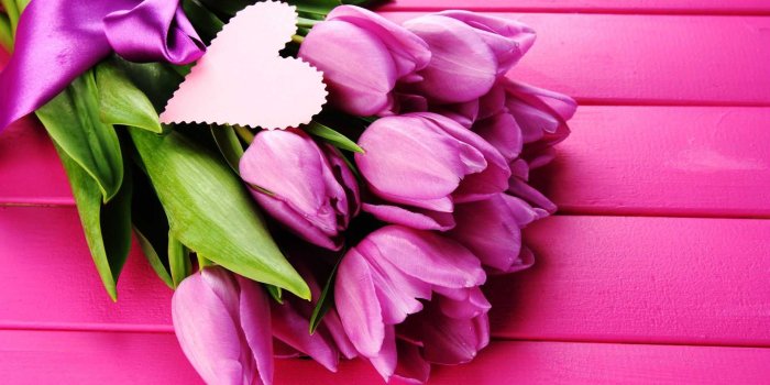 1920x1200 Purple Tulip Wallpaper (46+) - HD Nice Wallpapers