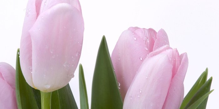 2406x1504 Fresh, Pink, Tulips, Flower Wallpapers, Nature Images, Plants, HD