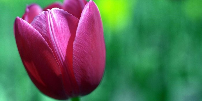 1440x900 Tulip Flower HD Wide Wallpaper [1440x900]