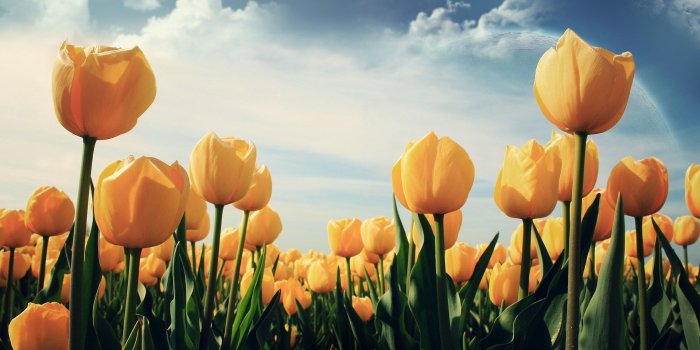1920x1200 Tulip Wallpapers - Top Free Tulip Backgrounds - WallpaperAccess