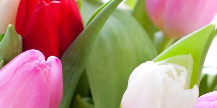 750x1334 Earth/Tulip (750x1334) Wallpaper ID: 664635