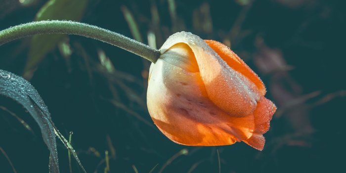 1920x1080 Download wallpaper 1920x1080 tulip, flower, dew, wet, drops, yellow