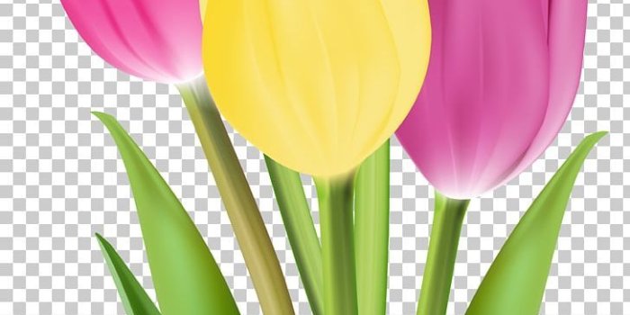 728x1643 Tulip Flower Bouquet PNG, Clipart, Clip Art, Cut Flowers, Desktop