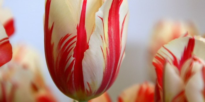 1024x768 Tulip Flowers Wallpapers |Rose Wallpapers