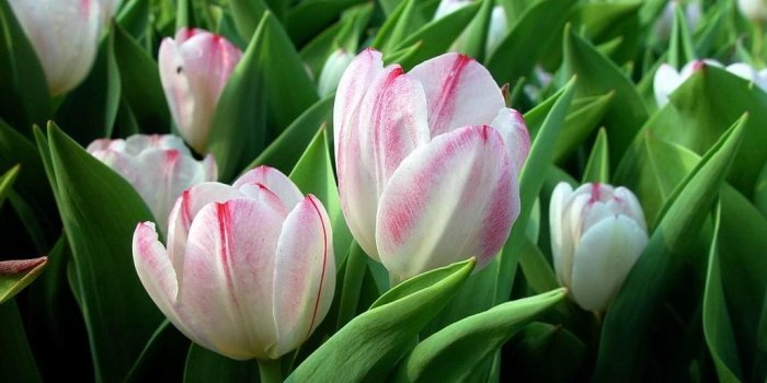 1024x768 Tulip Flower Wallpaper - Wallpapers Browse