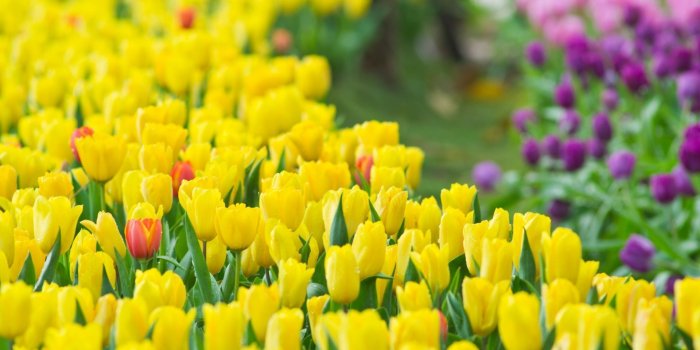 1920x1080 Tulip Flower Wallpapers Group (89+)