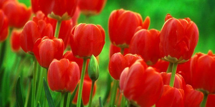 1600x1200 Red Tulips Flowers wallpaper | 1600x1200 | #31575