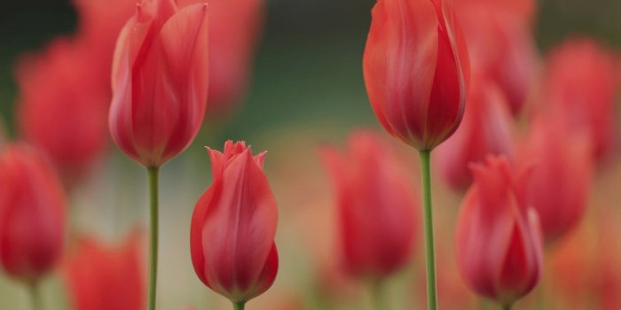 1920x1200 Tulip Flowers Wallpapers (74+ background pictures)