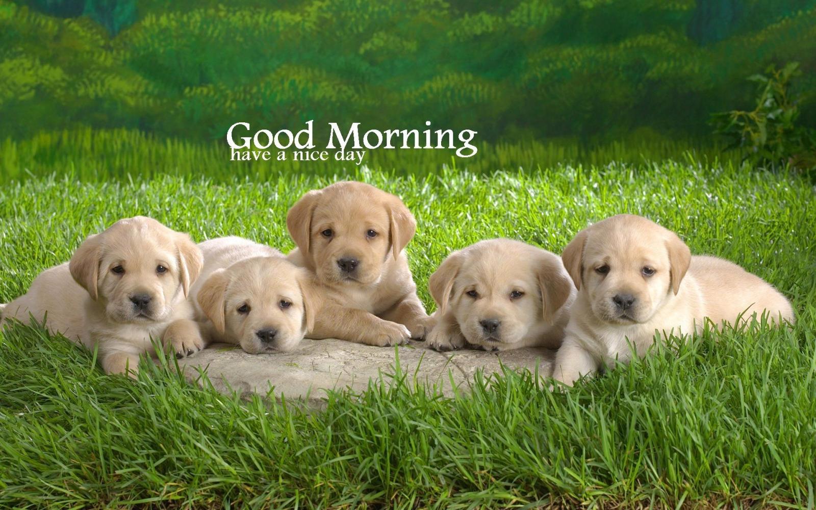 1920x1200 Good Morning Cute Dog Puppy Images | Good Morning Cute Cat Images