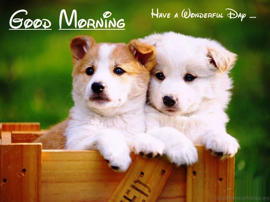 1024x768 57 Good Morning Wishes For Puppy Lovers