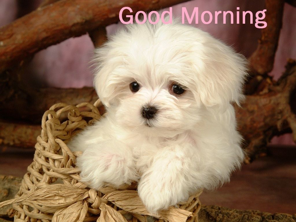 1024x768 Good Morning White Puppy Images | Good Morning Beautiful Cat Images