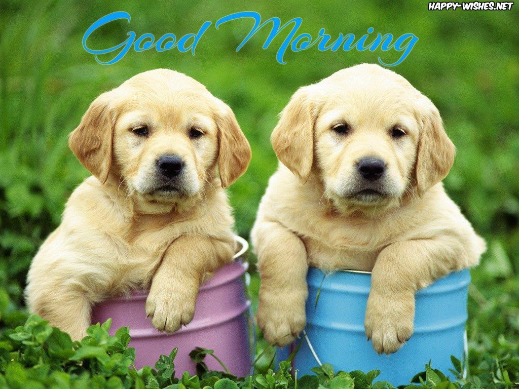 1024x768 Good Morning Wishes For Puppy Lovers